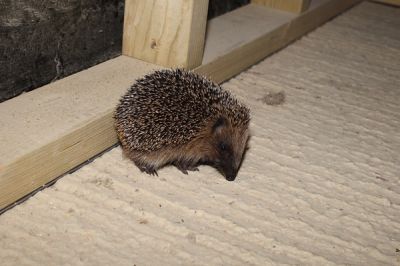 My very own 'Studio Hedgehog'
A little visitor to the studio 
