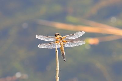 Four Spotted Chaser
